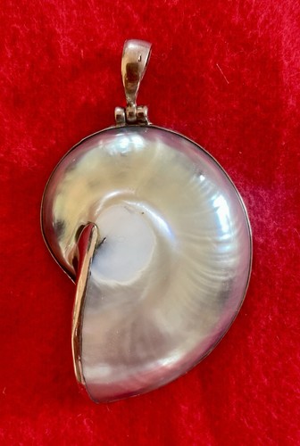 Großer nautilus muschel - großer,